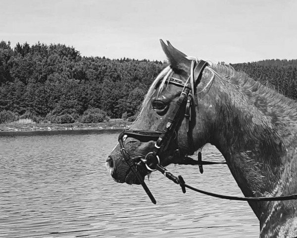 broodmare Mintfield Alice (Welsh-Pony (Section B), 2001, from Cottrell Royal Consort)