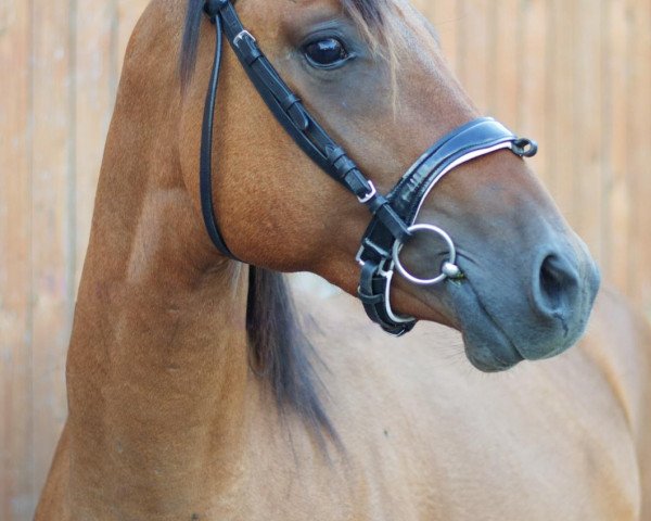 horse Daylight KJ (German Riding Pony, 2020, from Dance Star AT NRW)