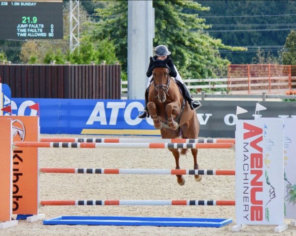 jumper Crown Royal (Canadian Warmblood, 2011, from Carousel's Bling)