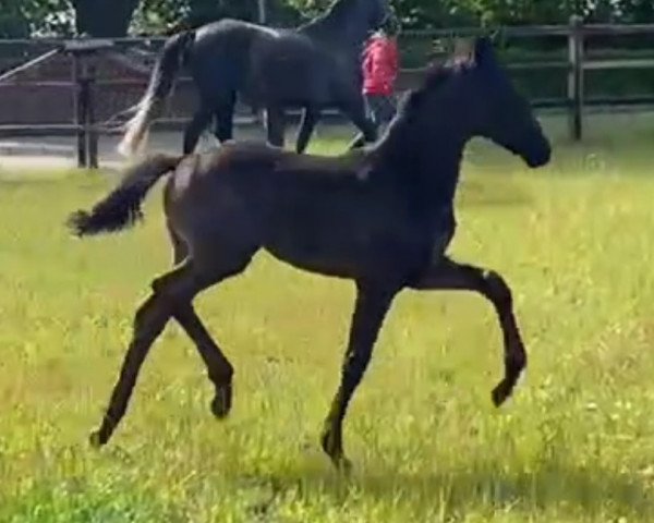 Pferd Eichengrunds San Marino (Westfale, 2023, von St. Emilion)