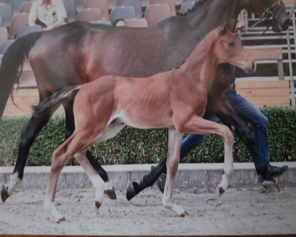 Pferd Eichengrunds Take it easy (Hannoveraner, 2023, von Take That 8)