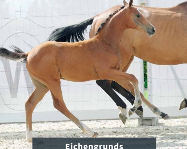 Pferd Eichengrunds Kassandra (Westfale, 2023, von Kataro)