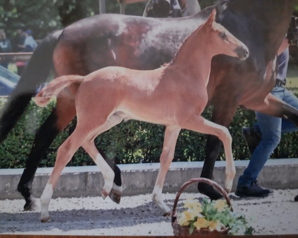horse Eichengrunds Beauvais (Westphalian, 2023, from Borsalino)