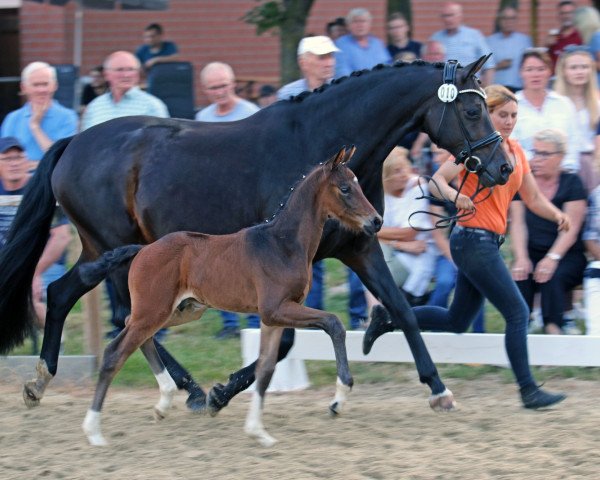 horse Eichengrunds Burani (Westphalian, 2023, from Borsalino)