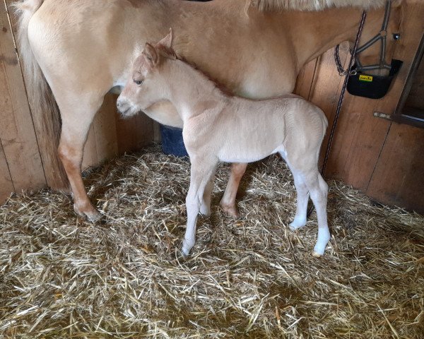 horse Eichengrunds Bumble Bee (Westphalian,  , from Bon Royal)