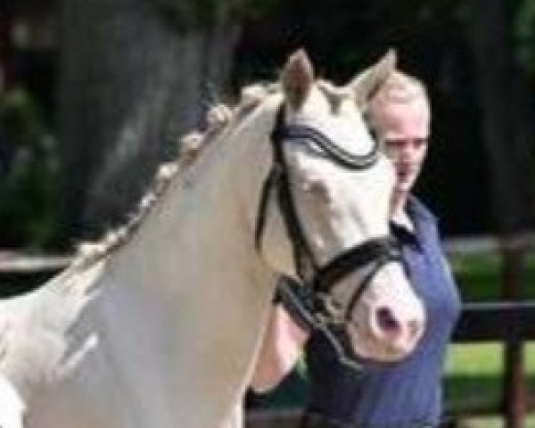Zuchtstute Dolce Elsa (Deutsches Reitpony, 2017, von Dreiklang AT NRW)