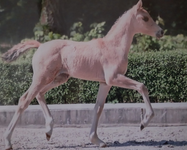 Pferd Eichengrunds vespri sicilliani (Westfale, 2023, von Va' Pensiero FRH)