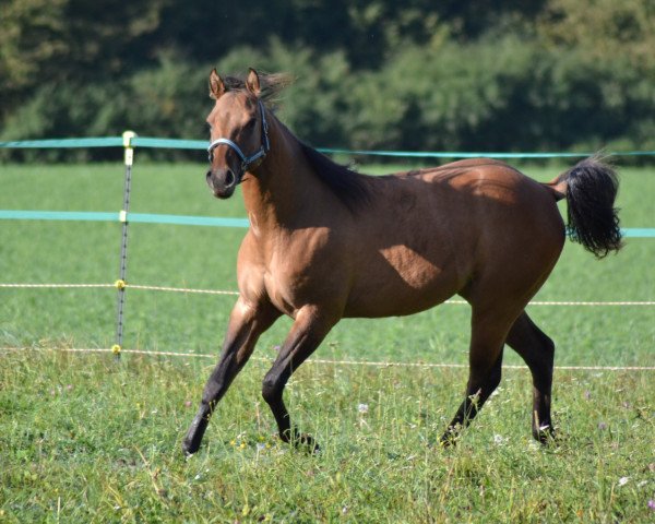 Pferd Sweety (Quarter Horse, 2022)