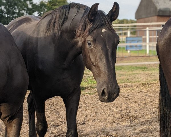 horse Lamour (Westphalian, 2020, from Libertad FRH)