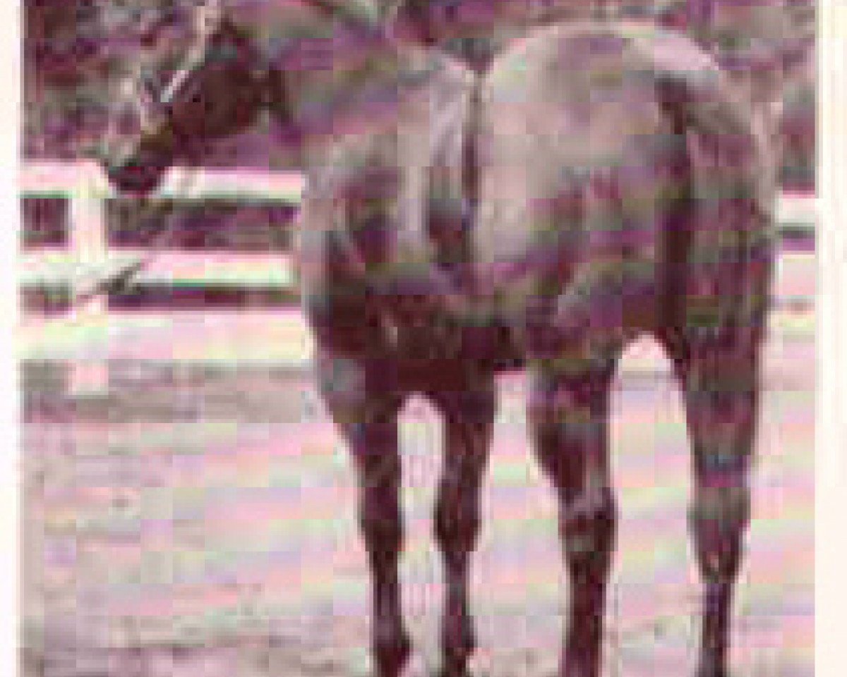 stallion Showpond (Quarter Horse, 1959, from Showdown)