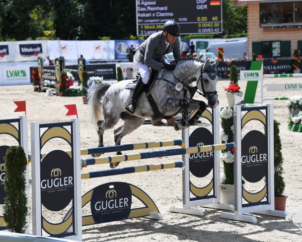Springpferd AGASSI 22 (Deutsches Sportpferd, 2017, von Askari)