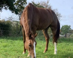 Caballo de salto Duchesse Diana S (Renano, 2015, de Diathago)