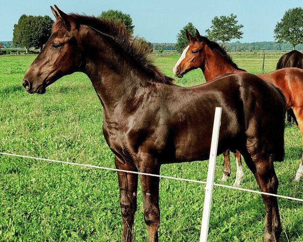 Pferd Viva Viarado MW (Oldenburger Springpferd, 2023, von VIGADO)