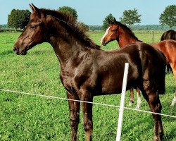 horse Viva Viarado MW (Oldenburg show jumper, 2023, from Vigado)