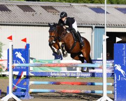 jumper Hanika 13 (Holsteiner, 2015, from Quick Fire)
