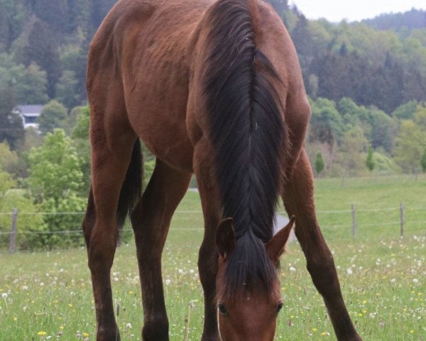 Pferd A la Carte’s Wunder (Westfale, 2019, von A La Carte NRW)