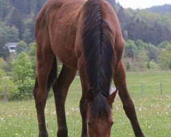 horse A la Carte’s Wunder (Westphalian, 2019, from A La Carte NRW)