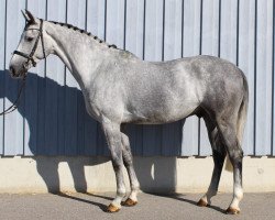 Springpferd Diarado de luxe (Hannoveraner, 2018, von Diarado)