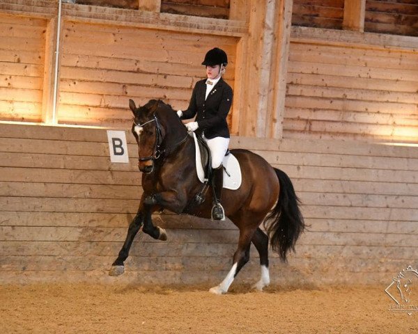 dressage horse Sir Diamont (Austrian Warmblood, 2018, from Secret)