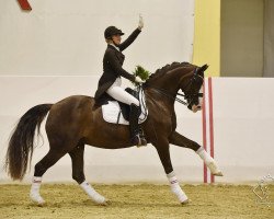 broodmare Gucci (Austrian Warmblood, 2008, from Kaiser Karl)