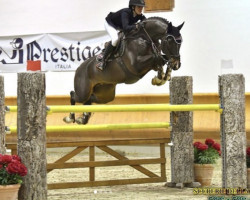 jumper Chaconvio PS (Hanoverian, 2012, from Chacco-Blue)