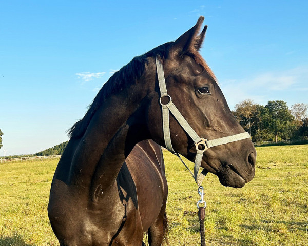 horse Feliciano (Hanoverian, 2021, from Fantastic)