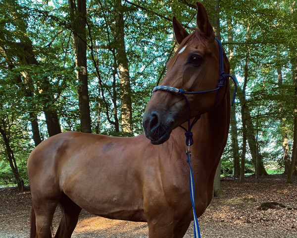 dressage horse Flora 508 (Oldenburg, 2010, from Florencio I)