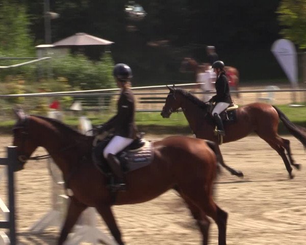 Reitturnier Lgl.-Oberhain, B95 2021
