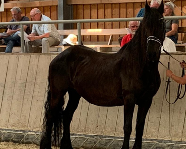 broodmare Elbrich Siko (Friese, 2009, from Ait)