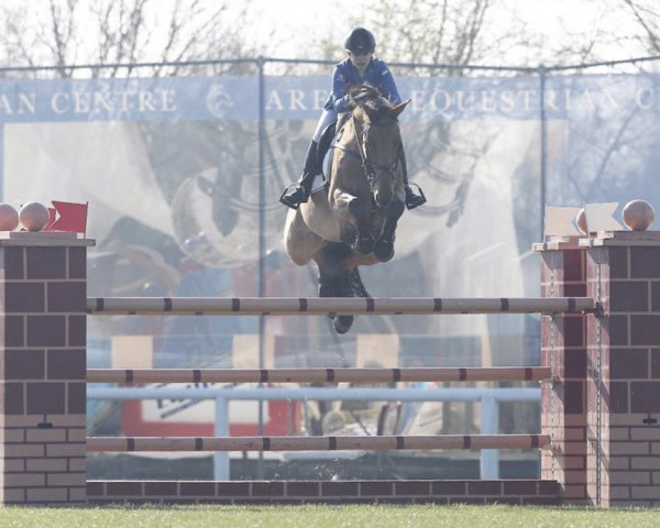 jumper Zamondo Monarch (KWPN (Royal Dutch Sporthorse), 2004, from Silverstar)