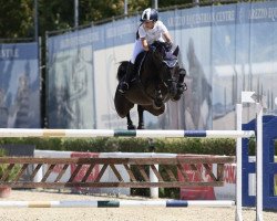jumper Enzo (KWPN (Royal Dutch Sporthorse), 2009, from Diarado)