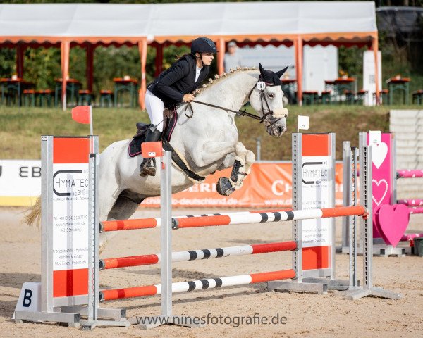 jumper Que Don (anglo european sporthorse, 2012, from Don van het Parelshof Z)