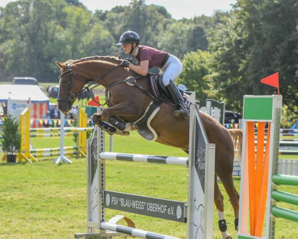 jumper Toffi Fee 2 (German Riding Pony, 2007, from The Braes My Mobility)
