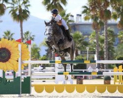 jumper Iontach Am VDL (KWPN (Royal Dutch Sporthorse), 2013, from Classe VDL)
