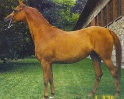 broodmare Wybranka ox (Arabian purebred, 1989, from Piechur ox)