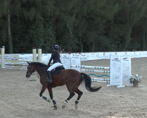 Reitturnier Ranshofen - Braunau am Inn 2023