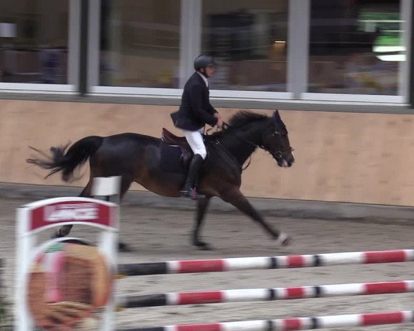 Reitturnier Salzkotten 2023