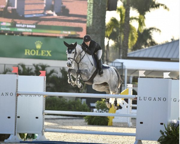 jumper Farrah Fly's (Westphalian, 2012, from Capistrano 2)