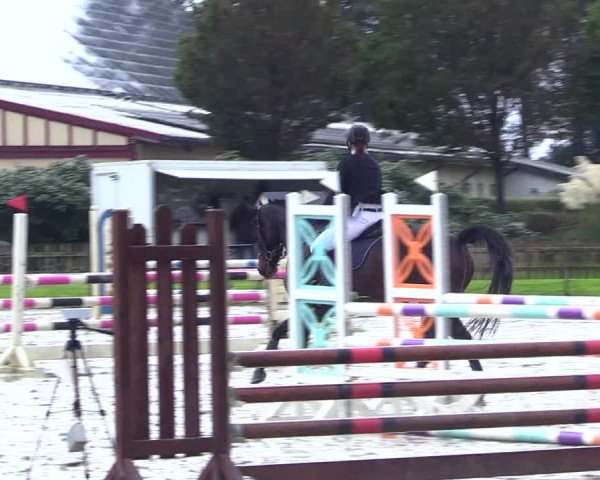 Reitturnier Schülp / Rendsburg 2023