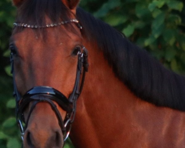 dressage horse QR Code 2 (Holsteiner, 2019, from Quim 2)