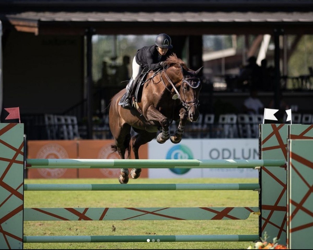 jumper Calacas D Aubigny (Selle Français, 2012, from Jarnac)