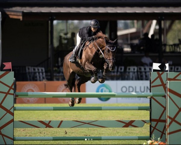 jumper Calacas D Aubigny (Selle Français, 2012, from Jarnac)