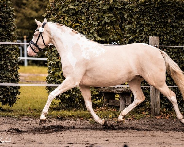 horse Miss Gucci Hoejgaard (Pinto / Hunter, 2020, from GP Montedo Hoejgard)