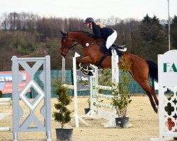 jumper Qwen Stefany (Holsteiner, 2015, from Quiwi Dream)