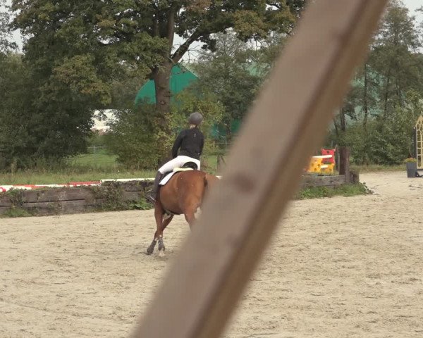 Reitturnier Handorf 2023