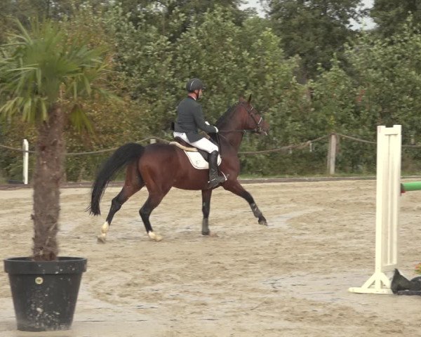 Reitturnier Handorf 2023