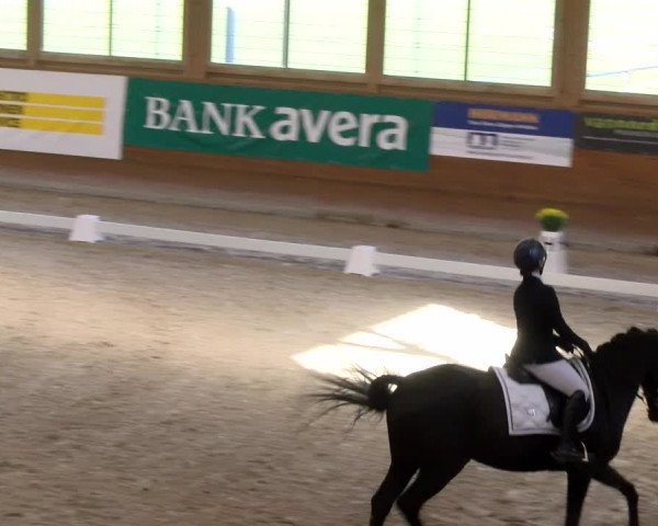 Reitturnier Rüti 2023
