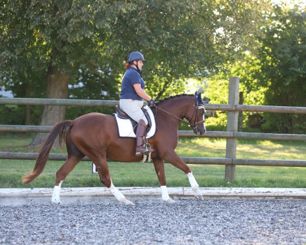 Pferd Fumblebee (Deutsches Sportpferd, 2018, von Foundation 2)