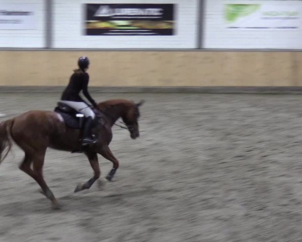Reitturnier Salzkotten 2023