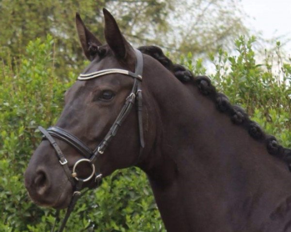 horse Lacrima de Rubiness (Rhinelander, 2007, from Lord Loxley I)